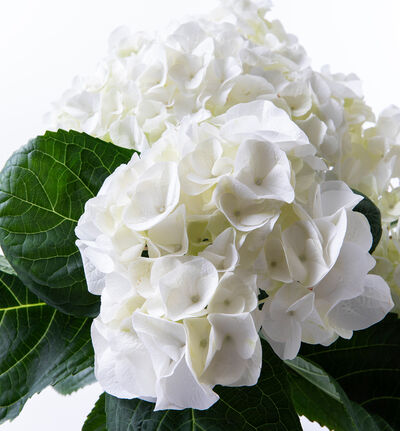 Hvit hortensia i hvit potte